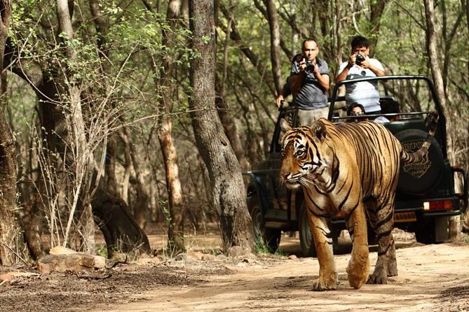03 Days Private Wildlife Ranthambore Tiger Tour from Jaipur - The quick pitch: 3 days of tiger country from Jaipur