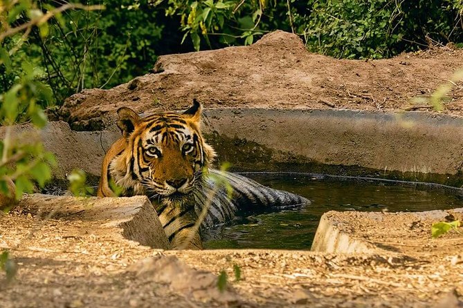 03 Days Private Wildlife Ranthambore Tiger Tour from Jaipur - What you actually get for $446: value and what to double-check