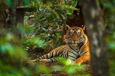 03 Days Private Wildlife Ranthambore Tiger Tour from Jaipur