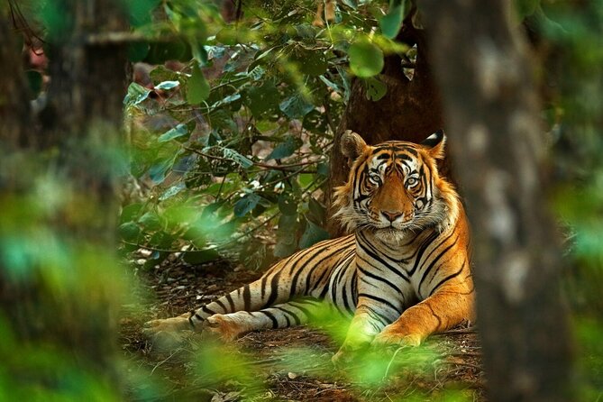 03 Days Private Wildlife Ranthambore Tiger Tour from Jaipur - Day 2 Two safari windows, open canter in the morning