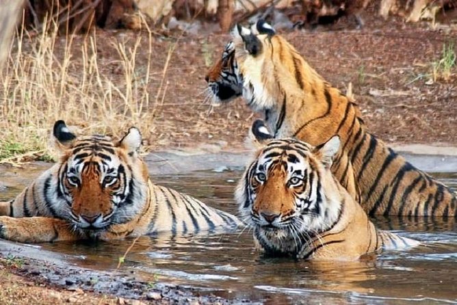 04 Days Ranthambore Tiger Tour With Agra & Jaipur By Car From Delhi - Amber Fort, Hawa Mahal, and temples: how to handle a packed guided day