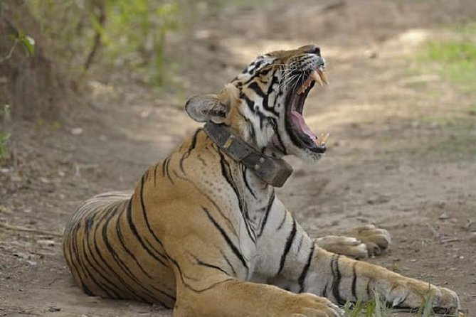 04 Days Ranthambore Tiger Tour With Agra & Jaipur By Car From Delhi - Agra Fort and local market time: the part that often gets overlooked