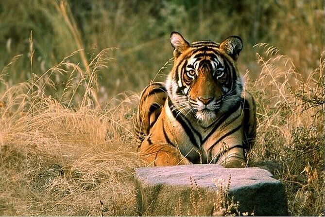 08 Days Golden Triangle Tour with Ranthambore and Jhalana Safari - Key highlights worth marking on your map