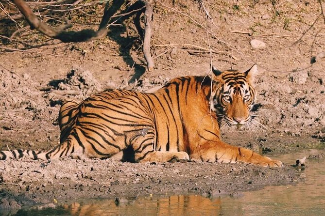 08 Days Golden Triangle Tour with Ranthambore and Jhalana Safari - Your Delhi start: Gurudwara Bangla Sahib and a calmer Day 1