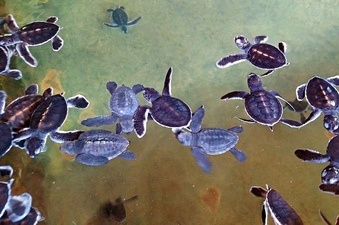 1 Day Private Tour Itinerary for Bentota, Hikkaduwa and Galle - Madhu River safari: the calmer ride after the crowds