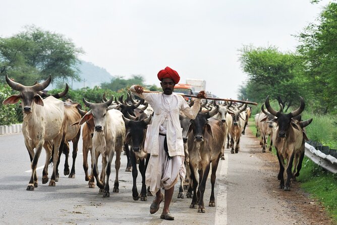 10 Day Colorful Rajasthan Tour with Taj Mahal and Wildlife - Ranthambore at dawn: how the two safaris really work