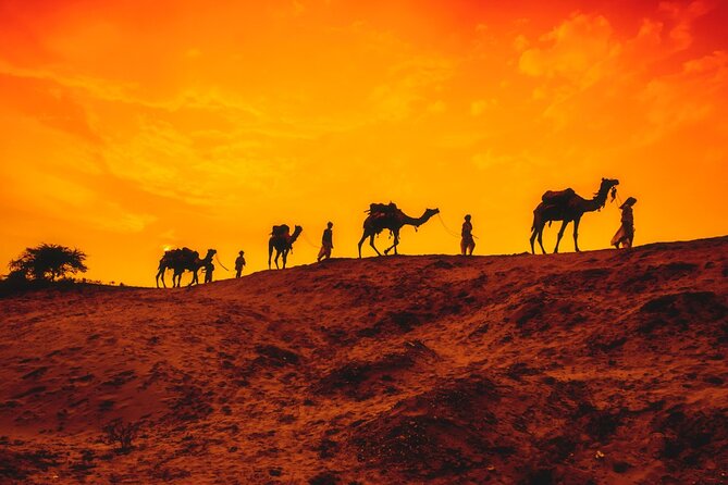 12 Day Classic Rajasthan Tour - Taj Mahal Tigers Lakes & Wildlife - What you are really buying: monuments, wildlife, and smart pacing