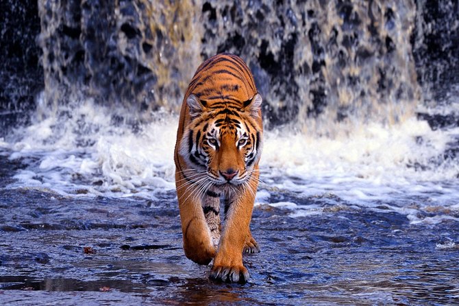 12 Day Classic Rajasthan Tour - Taj Mahal Tigers Lakes & Wildlife - Agra and the Taj Mahal: fort history plus sunrise light