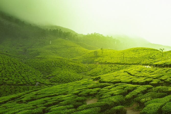 12 Hours Private Munnar Tour from Kochi - Munnar From Kochi, Early Start and a Scenic 4-Hour Ride
