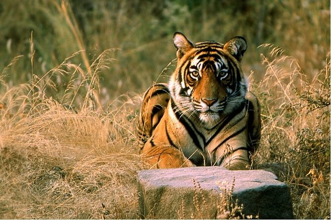 14 Days Golden Triangle with Wildlife Safari & Heritage Rajasthan - Landing in New Delhi: Gurdwara Bangla Sahib and Old Delhi’s quick energy