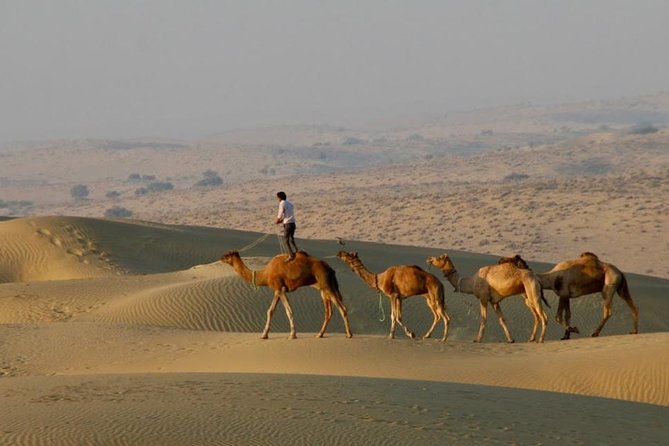 2 Days-1 Night Camel Tour - 5 things that make this camel safari worth your time