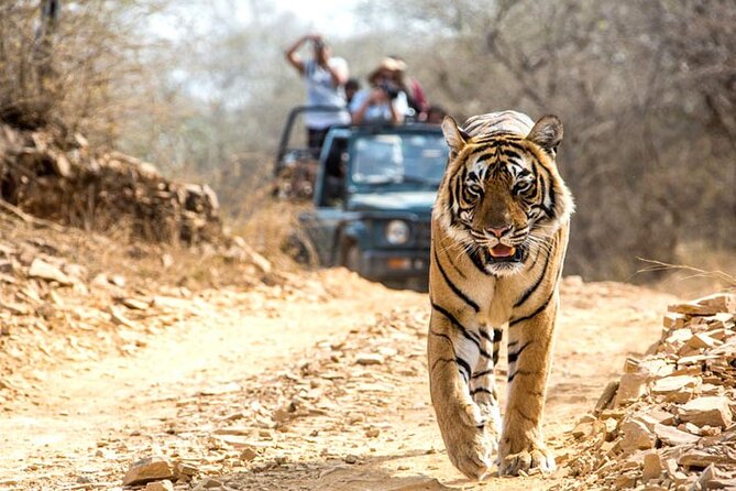 2-Days Private Ranthambhore Tiger Tour from Jaipur - Two Safaris and a Four-Star Base in Tiger Country