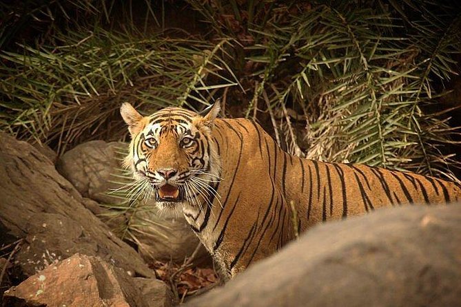 2-Days Private Ranthambhore Tiger Tour from Jaipur - Day 1 at Ranthambhore: Arrival, Check-In, and Your First Chance