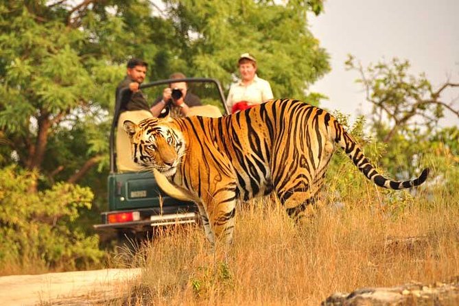 2-Days Private Ranthambhore Tiger Tour from Jaipur - Wildlife Beyond Tigers: What You’re Likely to Notice