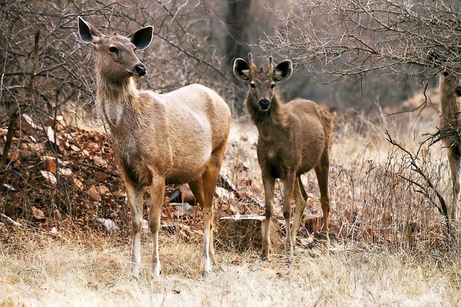 2-Night Private Ranthambore National Park and Wildlife Tour from Delhi - Delhi to Ranthambore by rail, minus the chaos
