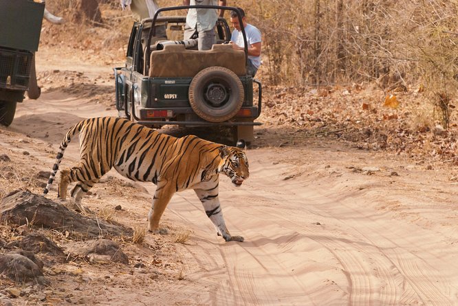 2-Night Private Ranthambore National Park and Wildlife Tour from Delhi - Ranthambore National Park: forts, royal hunting, and the habitat lesson