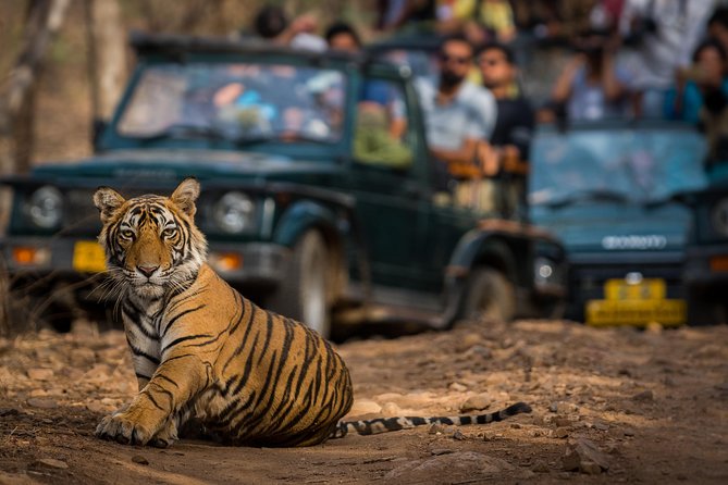 2-Night Private Ranthambore National Park and Wildlife Tour from Delhi - Hotel and meals: what comfort looks like on safari time