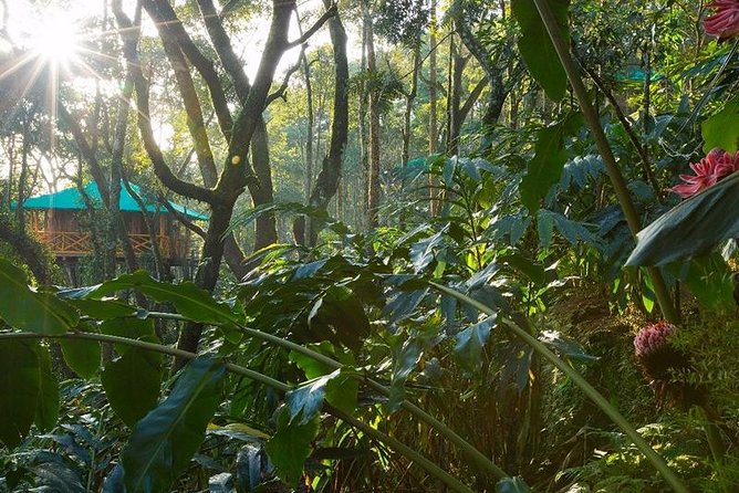 2 Nights Munnar Treehouse Escape with Private Car- Iris Holidays - Day 3 in Cochin: Chinese Fishing Nets before you return