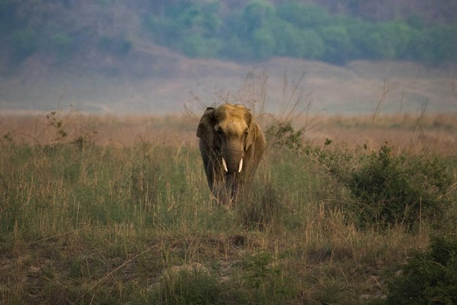2N Jim Corbett National Park (Dhikala Zone) - What you are really paying for at $600 per person
