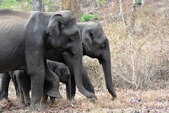 3-Day Wayanad Tour from Bangalore - Why this 3-day Wayanad loop beats piecing things together