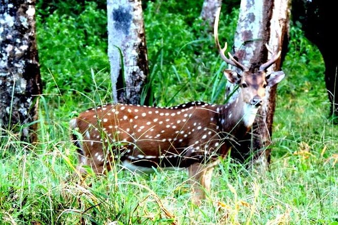 3-Day Wayanad Tour from Bangalore - Day 1: Edakkal Caves, Ambalavayal Heritage Museum, and the Cheengeri hills trek