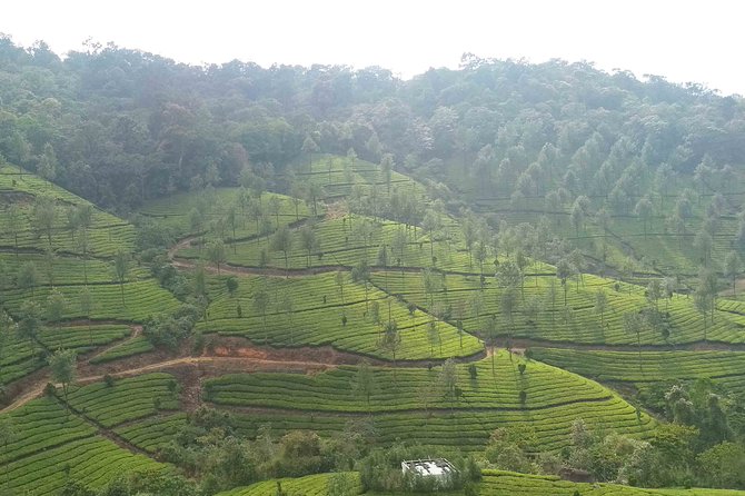 3 Nights Private Tour with Exclusive Houseboat- Sanguine Holidays - Day 1 in Munnar: Cheeyappara and Valara waterfalls, step by step