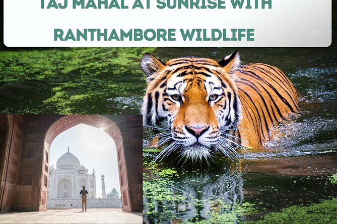 4 Day Golden Triangle Tour with Ranthambore Tiger Tour - What I’d watch for, so your 4 days feel fun not frantic