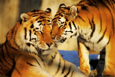 4 Day Golden Triangle Tour with Ranthambore Tiger Tour