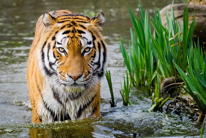 4 Day Golden Triangle with Ranthambore Tiger Safari Tour from Delhi - Day 1 in Delhi, then on to Agra: Qutub, Lotus, and the drive-through politics