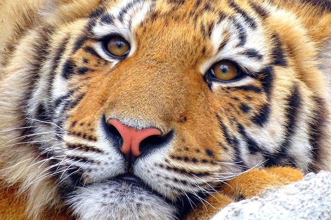 4 Day Golden Triangle with Ranthambore Tiger Safari Tour from Delhi - Comfort tips that will make the schedule easier