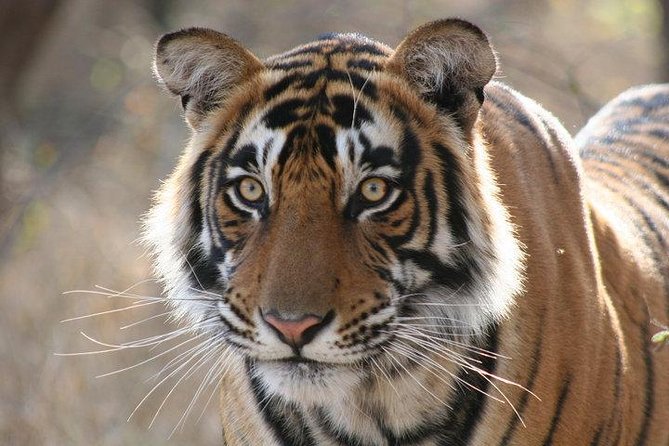4-Day Ranthambore Tiger Safari Tour to Agra and Jaipur from Delhi - Day 3 in Ranthambore: Two Safari Hours, One Naturalist, Shared Vehicles
