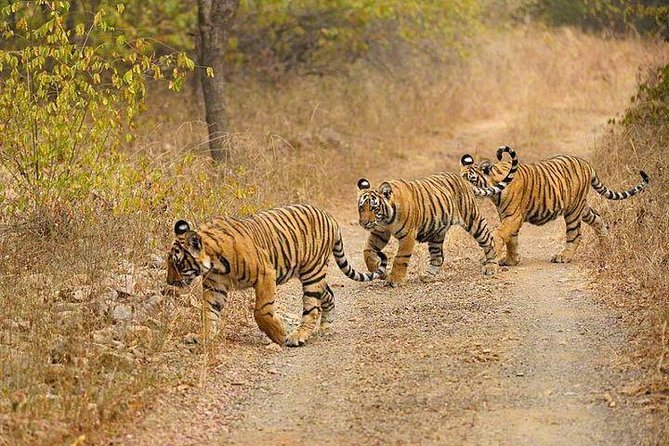 4-Day Ranthambore Tiger Safari Tour to Agra and Jaipur from Delhi - Should You Book This 4-Day Delhi, Agra, Jaipur, and Ranthambore Safari Tour?
