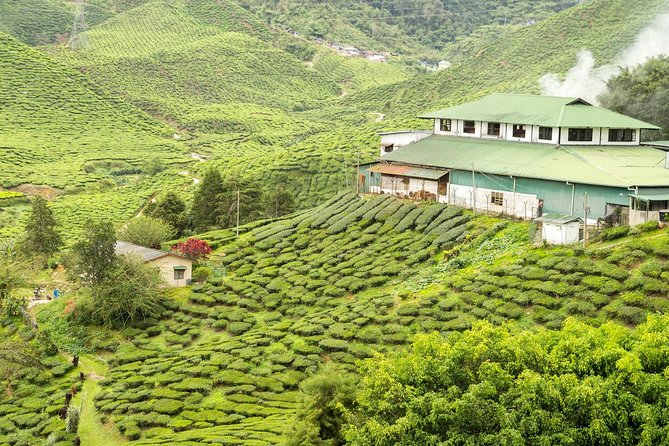 4 Days Best of Kerala Tour with Private Houseboat, Sightseeing & Car - Day 1: From Kochi airport to Munnar tea country, with scenic stops