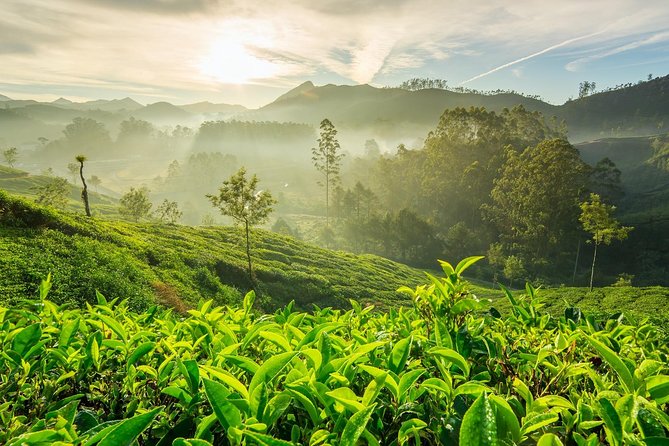 4 Days Best of Kerala Tour with Private Houseboat, Sightseeing & Car - Day 3: The real Kerala moment, an overnight private houseboat cruise