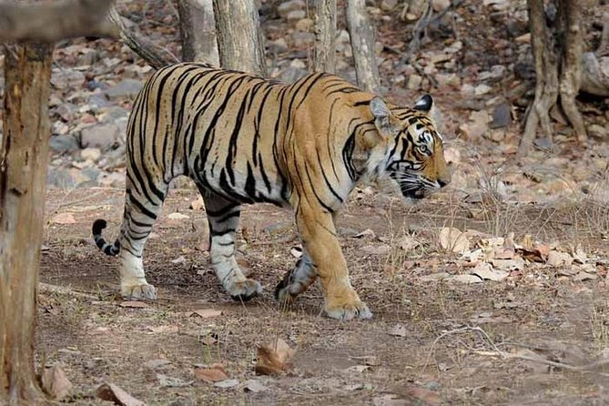 4 Days Golden Triangle Tour with Ranthambore from Delhi - Price and Logistics: Is $299 Good Value for This Mix?
