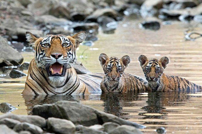 4 Days Golden Triangle Tour with Ranthambore from Delhi - What the Reviews Signal: Service Quality You Can Actually Feel