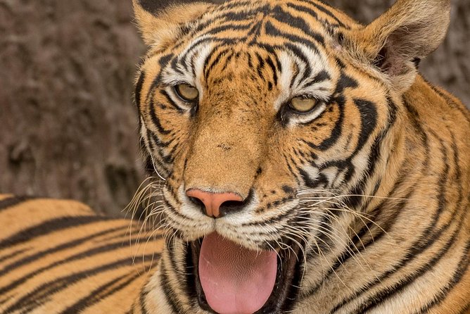 5 Day Delhi Agra Jaipur with Ranthambore-Taj Mahal Sunrise/Sunset - Golden Triangle plus Ranthambore, why this combo works