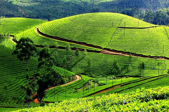 5 Day Kerala Private houseboat incl. Resort, Hotel, Cab Tourved - Cochin Sightseeing: Fort Kochi, Nets, Dutch Palace, Spice Market