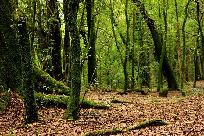5-Day Private Tour in Meghalaya with Meals and Accommodation - Price and what $220 realistically covers