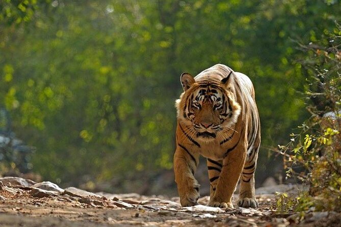 5 Day Private Tour of Tigers, Taj Mahal and Palaces from Cochin - Key Highlights You’ll Actually Feel