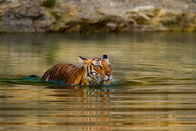 5 Day Private Tour of Tigers, Taj Mahal and Palaces from Cochin - Why This Kochi to Mumbai Route Fits Cruise Travelers