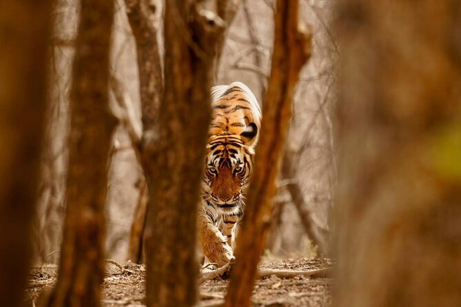 5 Day Private Tour of Tigers, Taj Mahal and Palaces from Cochin - Day 2: Delhi’s Key Sights, From Mughal Tombs to Qutub Minar