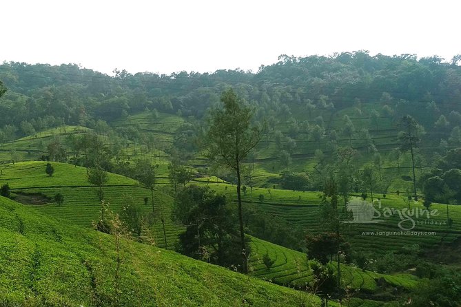 5 Days Budget Kerala Tour Packages by Sanguine Holidays - From Kochi to Kerala’s best variety, in just 5 days