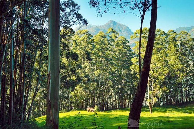 5 Days Budget Kerala Tour Packages by Sanguine Holidays - Day 1: Cheeyappara and Valara waterfalls on the Munnar approach