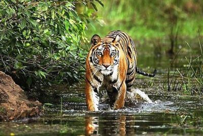 5 Days Golden Triangle Tour with Ranthambore India