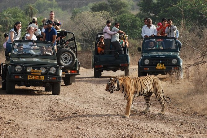 5 Days Golden Triangle Tour with Ranthambore Tiger Safari - Day 3 Ranthambore National Park: the 6 AM tiger safari reality check