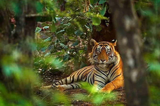 5 Days Golden Triangle Tour with Ranthambore Tiger Safari - What “private tour” really means here, and how to use it