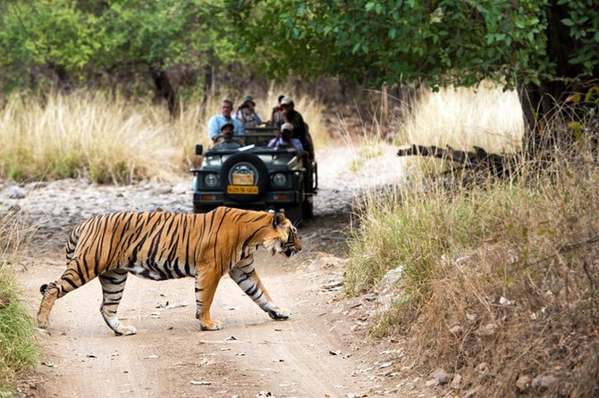 5 Days Golden Triangle Tour with Ranthambore Tiger Safari - Best for first-timers who want structure, not chaos