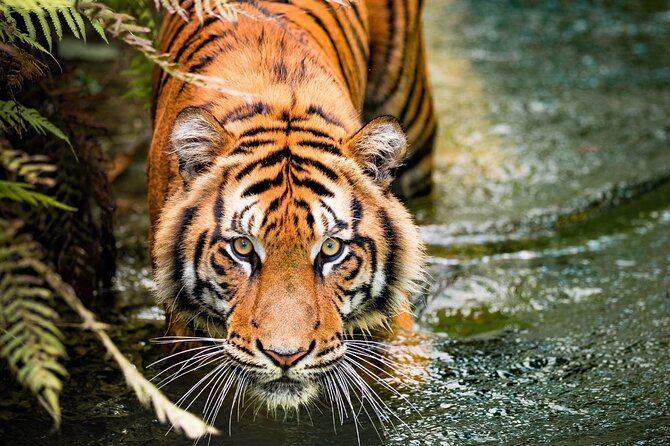 5 Days Golden Triangle with Ranthambore (Delhi Agra Jaipur Ranthambore Tour) - The Big Idea: Golden Triangle plus a tiger morning