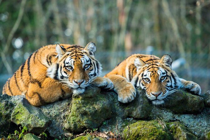 5 Days Golden Triangle with Ranthambore (Delhi Agra Jaipur Ranthambore Tour) - Price and Logistics: What $579 buys you, and what it won’t